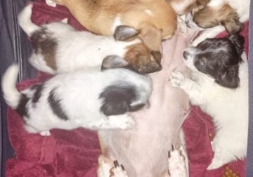 Rat Terrier Chihuahua Puppies
