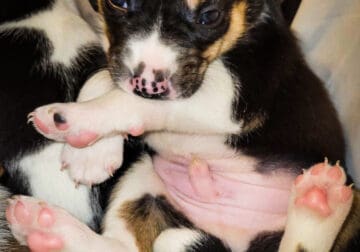 Australian Shepard Beagle Puppies For Sale