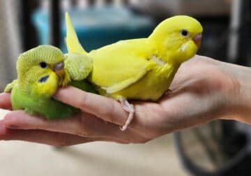 Parakeets for Sale