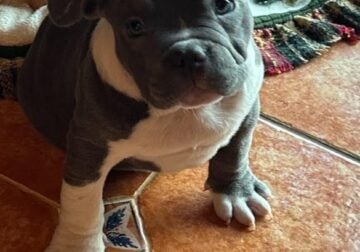 Blue (purebred American Bully puppy- 3 months)