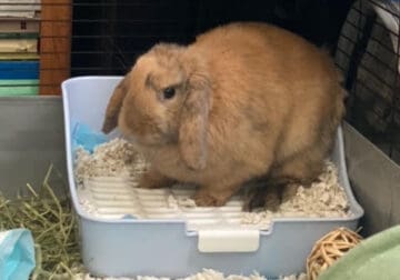 Selling American Holland Lop female
