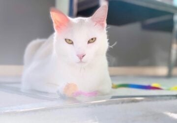 Beautiful White Cat Needs New Home