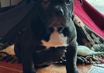 Charcoal (3 Month Purebred American Bully Puppy)
