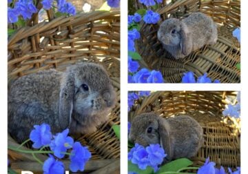 Holland lop bunnies