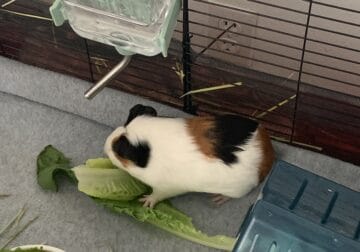 Guinea pigs for sale