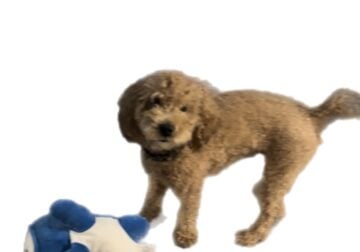 Playful miniature poodle