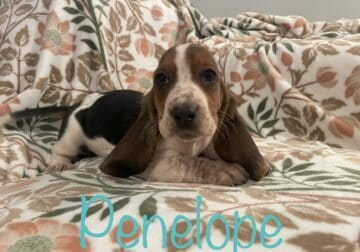 Penelope AKC basset hound