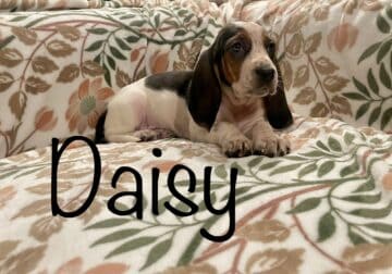 Daisy girl AKC basset