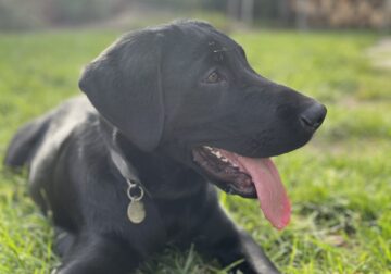 One-year-old Lab mix