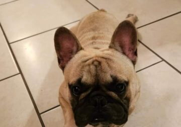 AKC Registered Male, Black-Masked Fawn Frenchie