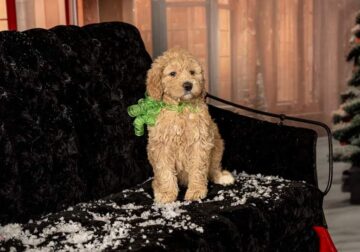 ( CHRISTMAS ) F2B GOLDENDOODLE PUPPIES ARE HERE !