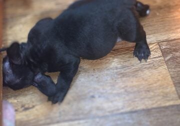 Black Micro Male Pup