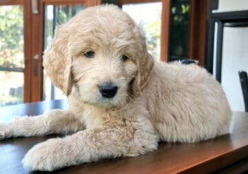 GoldenDoodle puppy named ‘Fred’