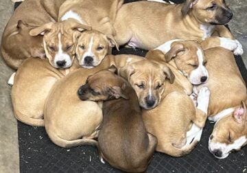 Pitbull / Australian Shepherd Puppies