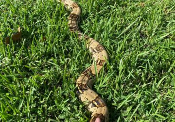 Red Tail Boa Constrictor For Sale