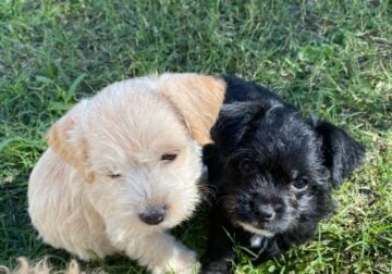 Selling 1 or 2 pups