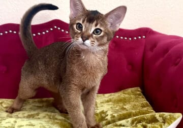Purebred Ruddy Abyssinian Kitten