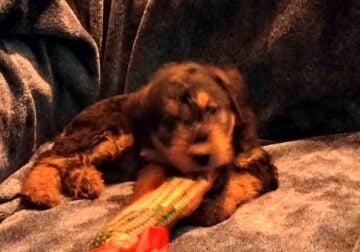 Airedale puppies
