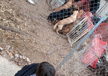7 free puppies in okmulgee (hybrid malamute wolves