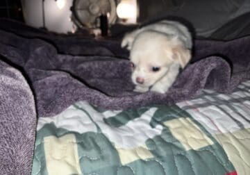 CKC registered tiny chihuahua puppies