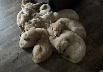 8 puppies