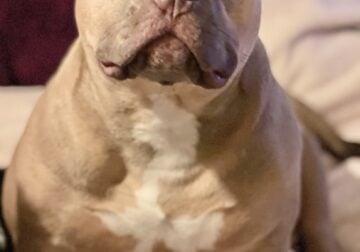 Adult Female Bully looking for a new home