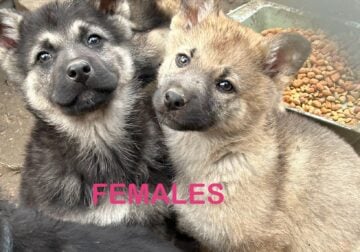 Ckc German Shepherd Puppies