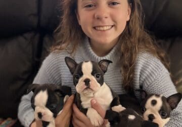 Boston terrier pups ready for Christmas