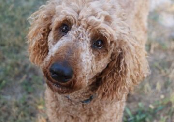 Adult Poodle for-sale