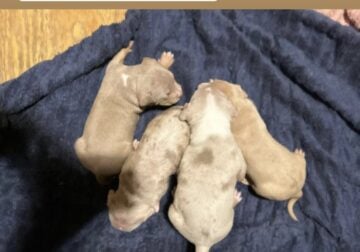 Tri color and Merle puppies