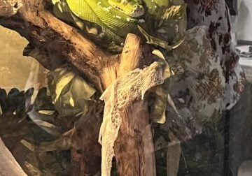 Aru Male Green Tree Python