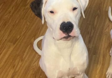11 month old male dogo argentino puppy