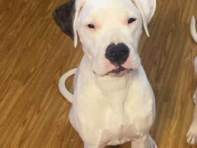 11 month old male dogo argentino puppy