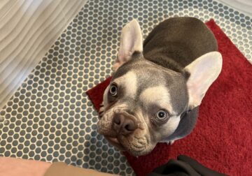Seven month old French male bulldog