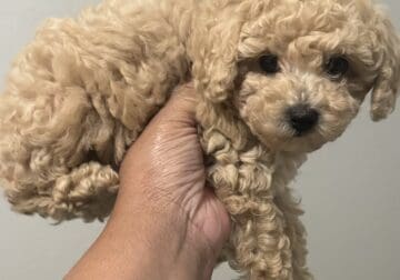 Puppy Minipoodle for sale 7 weeks
