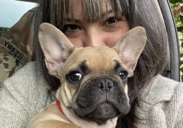 3 month old frenchie