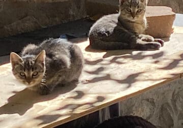 Grey/white tabby kittens