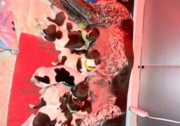 German shorthaired puppies available