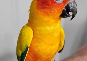 Looking for a male sun conure Mesa AZ area only