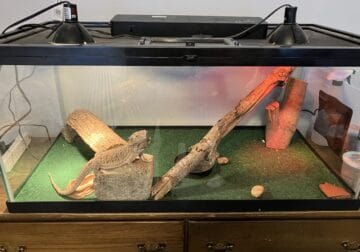 Bearded Dragon for sale