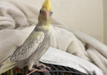 Baby Cockatiel