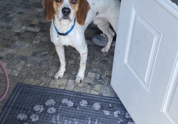 Loving Beagle looking for forever home