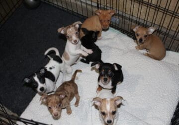 Chihuahua puppies looking for new homes