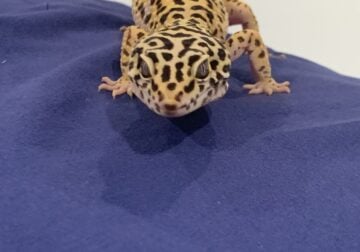 Leopard gecko with cage