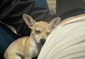 Chihuahua puppy “Yo Quiero Taco Bell!” Male