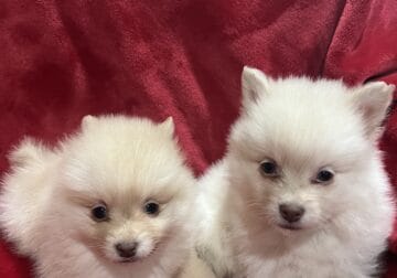 Pomeranian CKC puppies two males