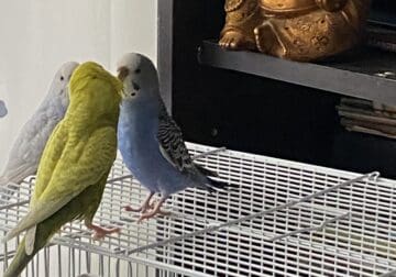 Parakeets-Badgies