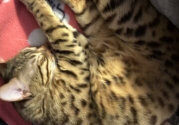 19 months old female Bengal cat