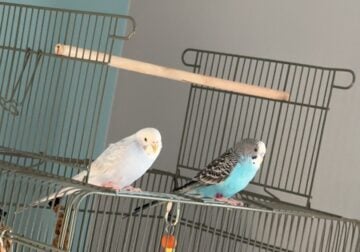Male and female Parakeet