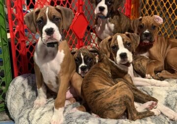 Boxer puppies for sale great price